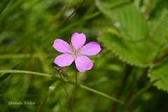 Geranium himalayense